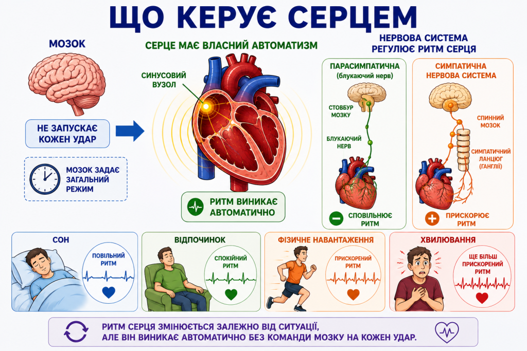 Що керує серцем